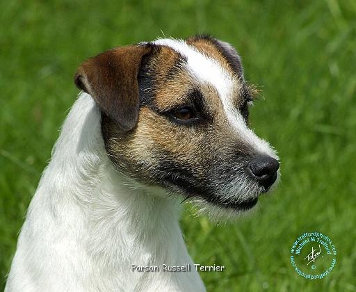 Parson Russell Terrier 9R046D-043.JPG